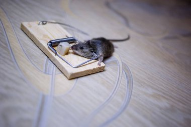 Bir fare kapanı yerdeki ölü fare
