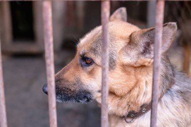 Yaşlı bir kuşhanede büyük üzgün bir çoban. Tonlanmış, tarz fotoğrafı.