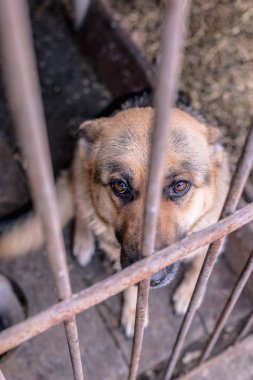 Yaşlı bir kuşhanede büyük üzgün bir çoban. Tonlanmış, tarz fotoğrafı.