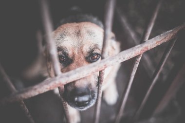 Yaşlı bir kuşhanede büyük üzgün bir çoban. Tonlanmış, tarz fotoğrafı.