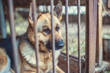 Yaşlı bir kuşhanede büyük üzgün bir çoban. Tonlanmış, tarz fotoğrafı.