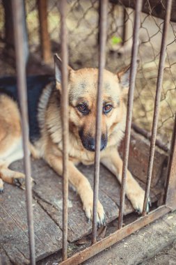 Yaşlı bir kuşhanede büyük üzgün bir çoban. Tonlanmış, tarz fotoğrafı.