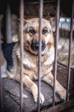 Yaşlı bir kuşhanede büyük üzgün bir çoban. Tonlanmış, tarz fotoğrafı.