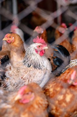 Çiftlikteki tavuklar. Tonlanmış, stil, renk fotoğrafı