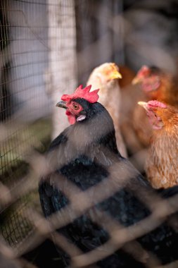 Çiftlikteki tavuklar. Tonlanmış, stil, renk fotoğrafı