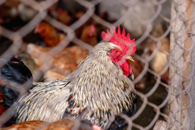 Çiftlikteki tavuklar. Tonlanmış, stil, renk fotoğrafı