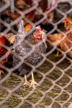 Çiftlikteki tavuklar. Tonlanmış, stil, renk fotoğrafı