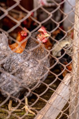 Çiftlikteki tavuklar. Tonlanmış, stil, renk fotoğrafı
