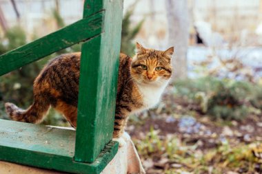 Kızıl saçlı bir kırsal kedi portresi.