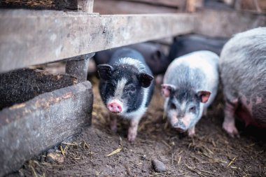 Küçük Vietnamlı domuz çiftliği.