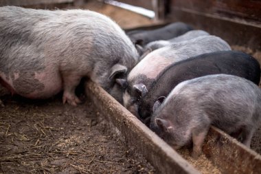 Küçük domuz ahşap yalak yemek.