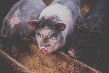 Küçük domuz ahşap yalak yemek.