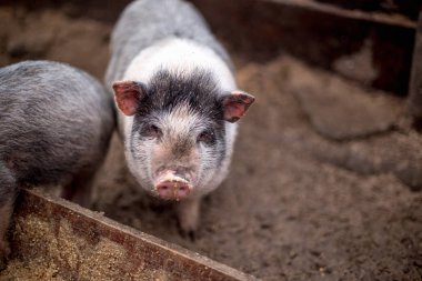 Küçük domuz ahşap yalak yemek.