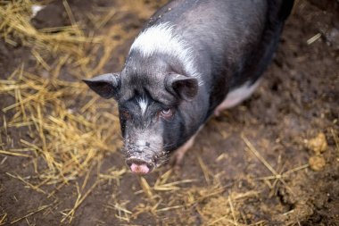 Siyah Vietnamca domuz çiftliği.