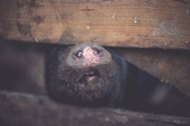Vietnamca domuz çiftliği.