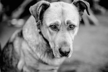 Tek renkli büyük bir güzel köpek tasması tasmalı portresi