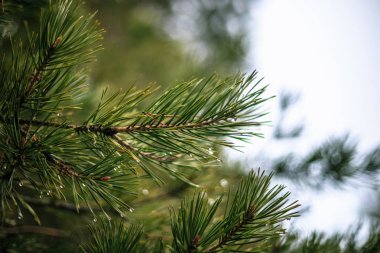 Yeşil çam dalı çiğ damlaları ile