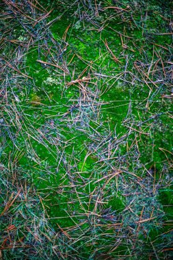 Doğal yeşil yosun arka plan tasarımı için