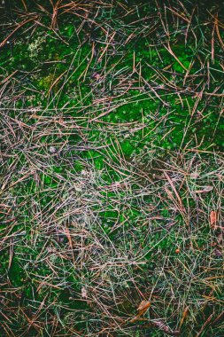 Doğal yeşil yosun arka plan tasarımı için