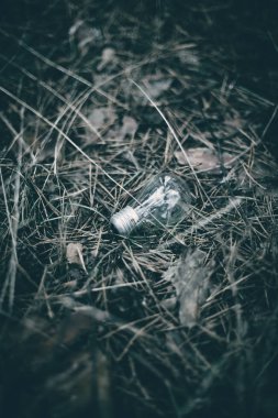 Çam ormanı yere ampul