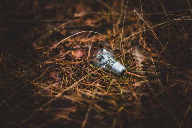 Çam ormanı yere ampul