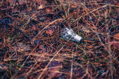 Çam ormanı yere ampul