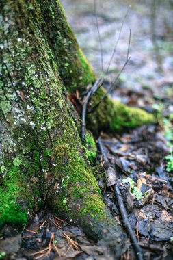 Sonbaharda ağaç üzerinde moss yeşil.