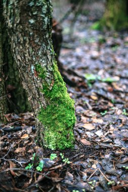 Sonbaharda ağaç üzerinde moss yeşil.