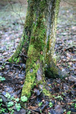 Sonbaharda ağaç üzerinde moss yeşil.