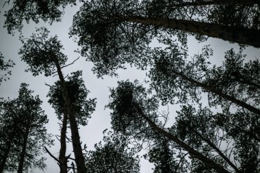 Çam ormanları sonbaharda ağaçların alttan görünüm