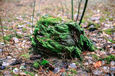 Sonbahar ormandaki yeşil yosun ile eski güdük