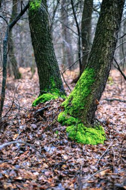 Sonbaharda ağaç üzerinde moss yeşil.