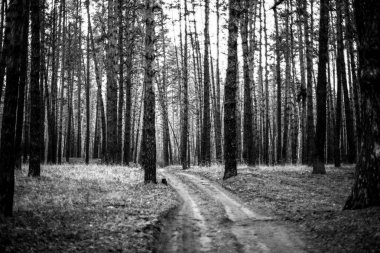 Eski yolu sonbahar çam ormanında. Tek renkli fotoğraf