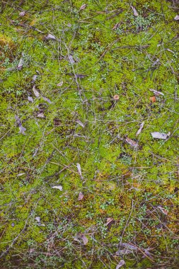 Doğal yeşil yosun arka plan tasarımı için