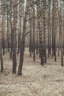 Sonbahar çam ormanı içinde ağaçlar.