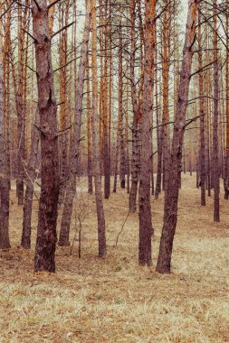 Sonbahar çam ormanı içinde ağaçlar.