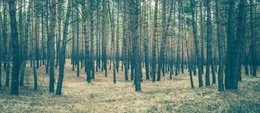 Sonbahar çam ormanı içinde ağaçlar.