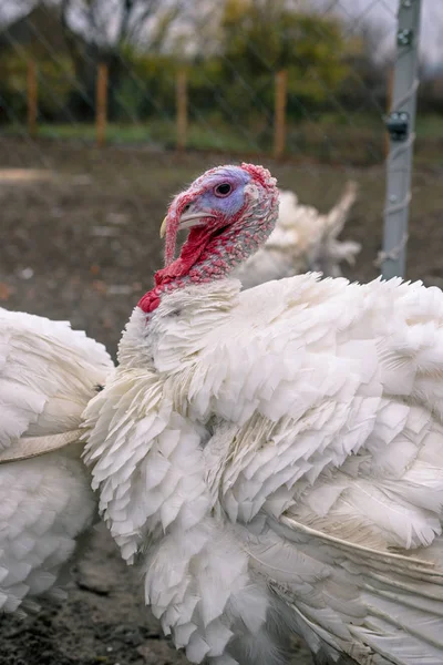 Breeding turkeys on the farm.