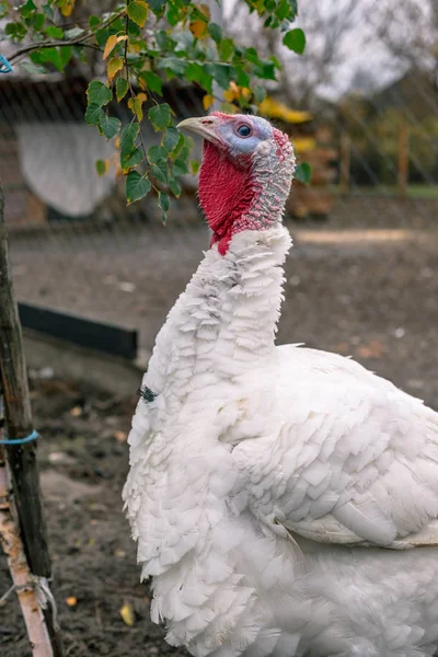 Pavo Cría Granja — Foto de Stock