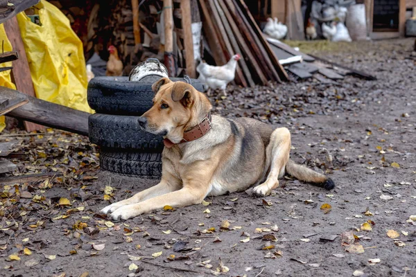 在旧轮胎附近的院子里 一条皮带上的大狗 — 图库照片