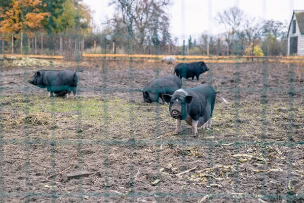 Porcos Vietnamitas Atrás Uma Cerca Malha Uma Fazenda — Fotografia de Stock