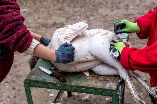 死んだトルコから羽を除去するプロセス 虐殺と七面鳥を摘採 — ストック写真