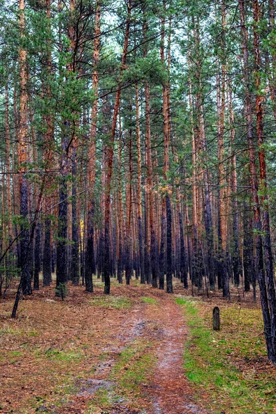 Silnici Borovém Lese Podzim — Stock fotografie