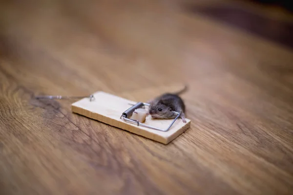 Dead Mouse Mousetrap Floor — Stock Photo, Image
