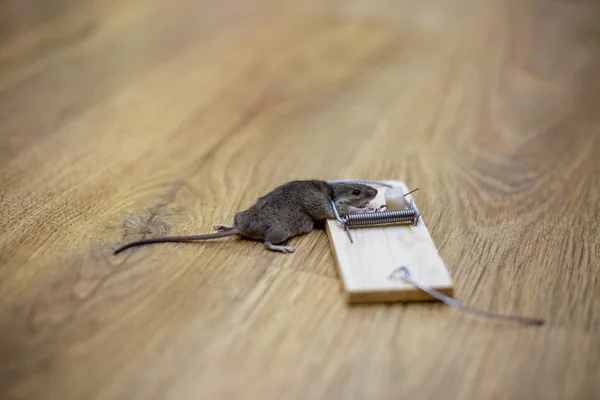 Ratón Muerto Una Ratonera Suelo — Foto de Stock