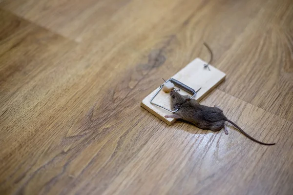 Mouse Morto Uma Ratoeira Chão — Fotografia de Stock