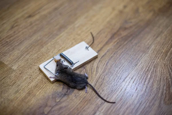 Ratón Muerto Una Ratonera Suelo — Foto de Stock