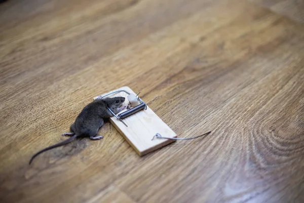Död Mus Råttfälla Golvet — Stockfoto