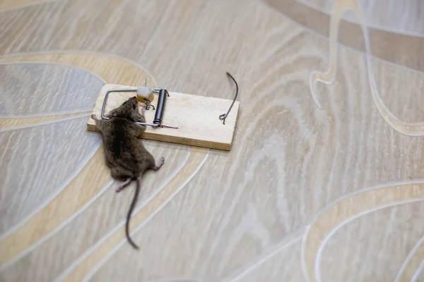 Döglött Egeret Egy Egérfogó Emeleten — Stock Fotó