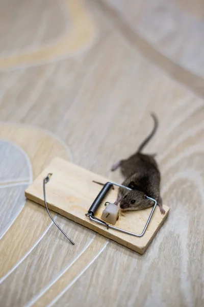 Mouse Morto Uma Ratoeira Chão — Fotografia de Stock